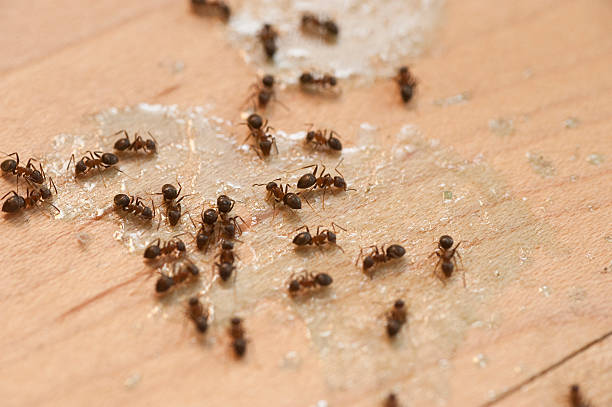Best Wildlife Control Services  in Vilonia, AR